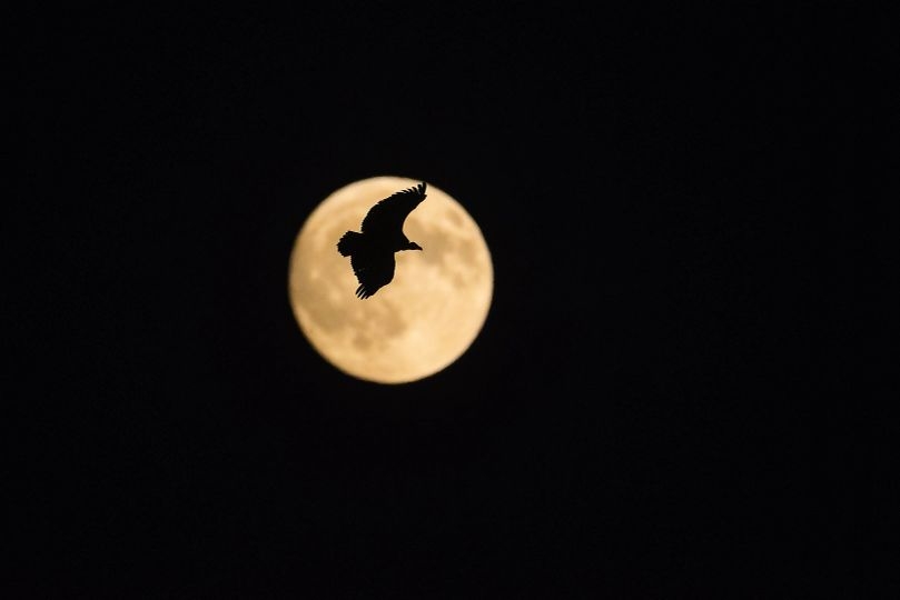 Zbor sub lună